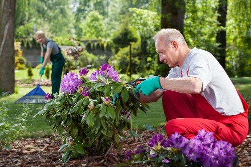 A mature man with short gray hair, wearing a white shirt, red trousers, and teal gardening gloves, is kneeling on a garden bed while carefully tending to a large flowering shrub with purple and pink blossoms. The garden surrounding him features a well-maintained grassy lawn, with a paved pathway or patio visible in the background, along with a tall hedge or border. Behind him, another person can be seen in the background, also engaged in gardening activities, amidst lush green trees and shrubs, suggesting a healthy and verdant outdoor space typical of residential gardens in Sudbury. The scene is outdoors on a bright, sunny day with natural light illuminating the garden elements, including soil, plants, and flower blooms, highlighting the outdoor maintenance work performed by Gardening Services Sudbury in a typical UK garden setting.